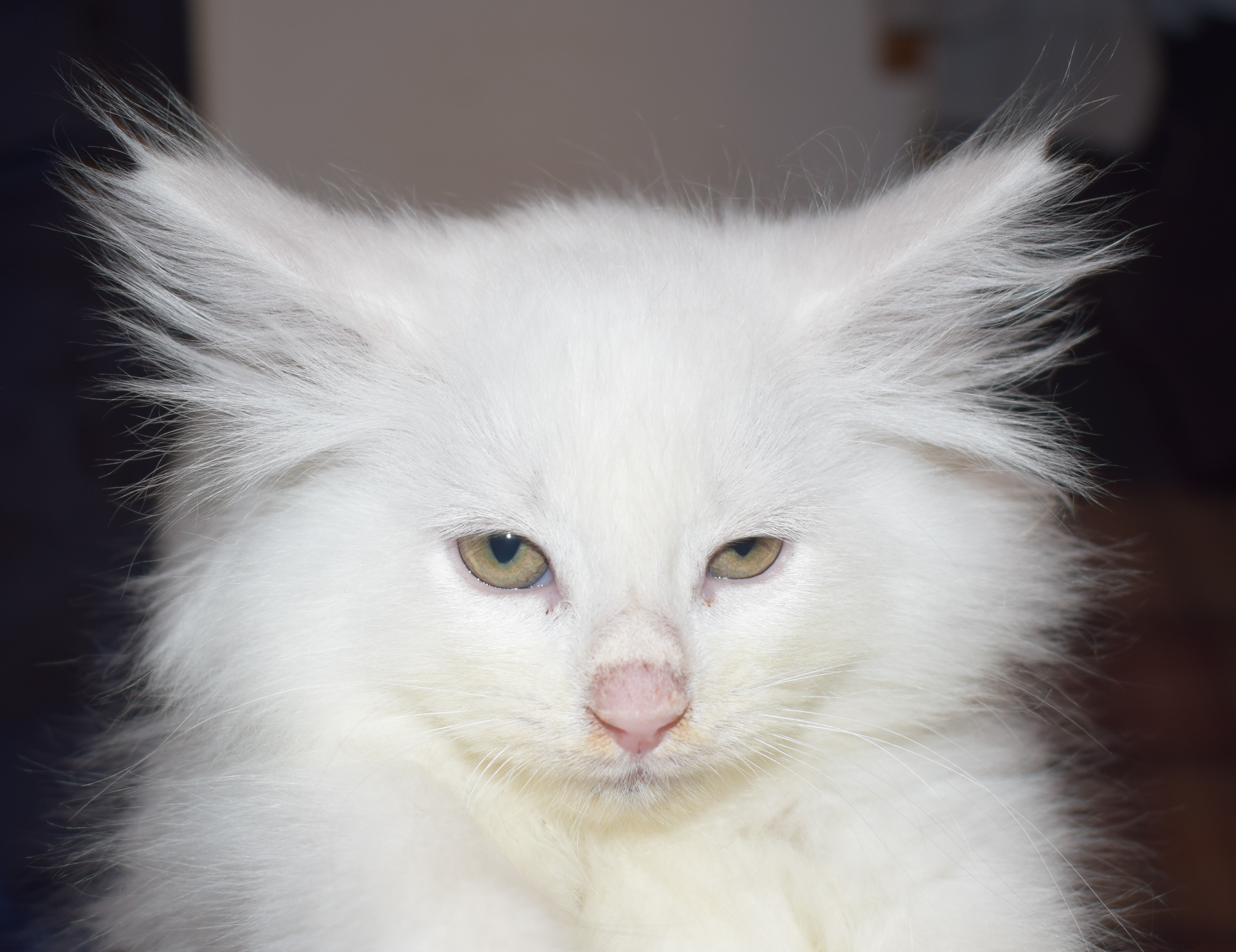 2 Breeder of Old Bloodline Norwegian Forest Cats